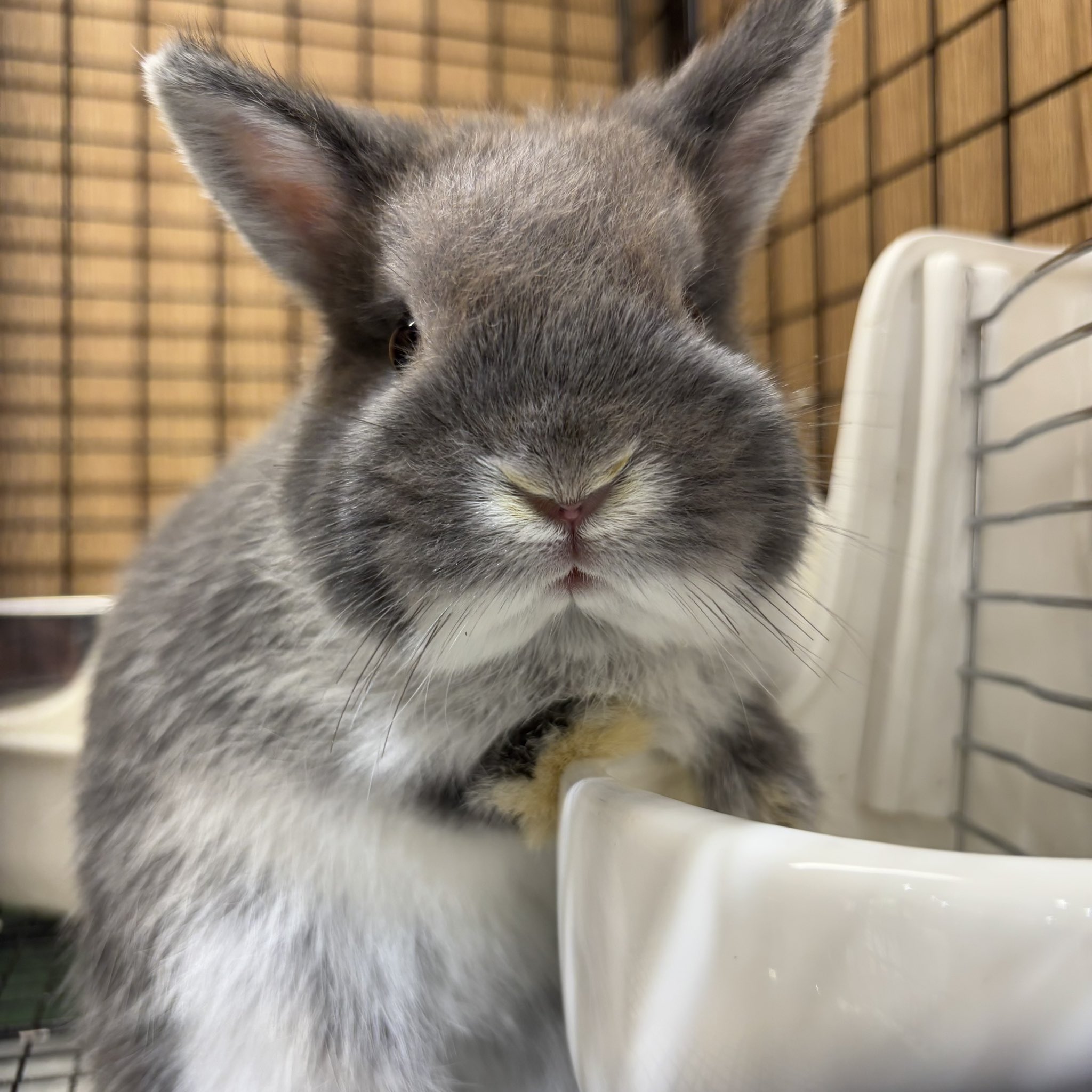 うさぎのしっぽオリナス錦糸町店 on X: 