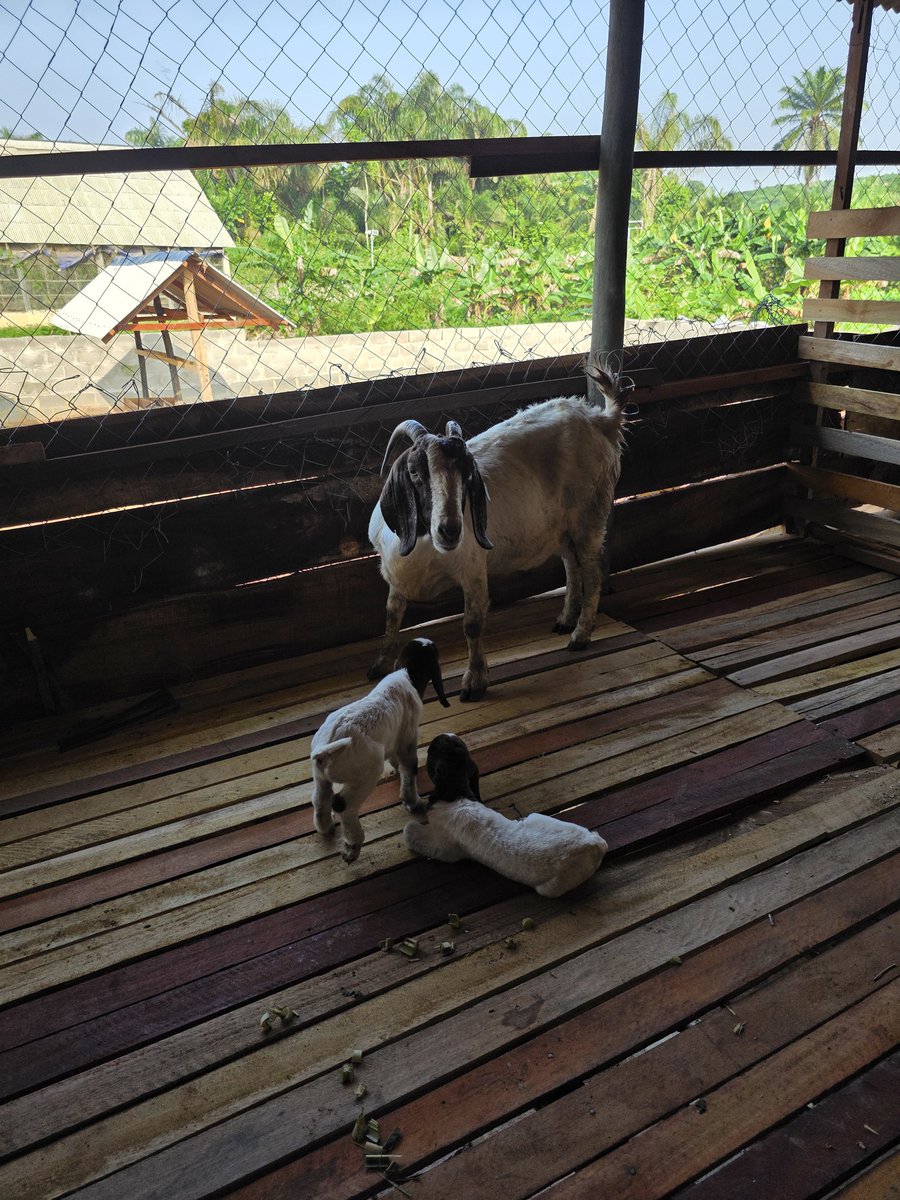 One of my Boer goat gave birth to twins this morning, 200% ROI already, I'm very happy 😂😂