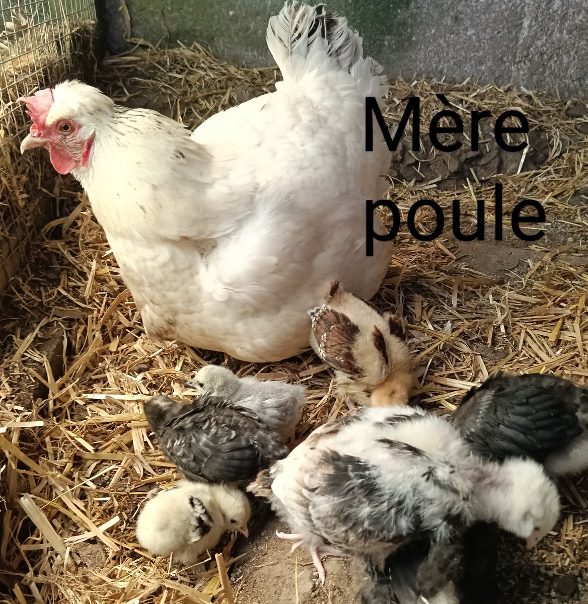 SandraMarsac's tweet photo. Maé et sa classe "poussins". 5 classes sont venues voir les poussins et leur mère poule. On a observé Titeufette Les appeler, gratter, leur montrer comment manger. Et ils ont pu toucher BrahmâQueen notre grand poussin qu'on espère poulette et non coquelet 🤗. #FrAgT #Poule https://t.co/axWWnNJziP