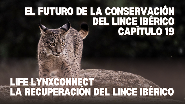 Life Lynxconnect tweet media