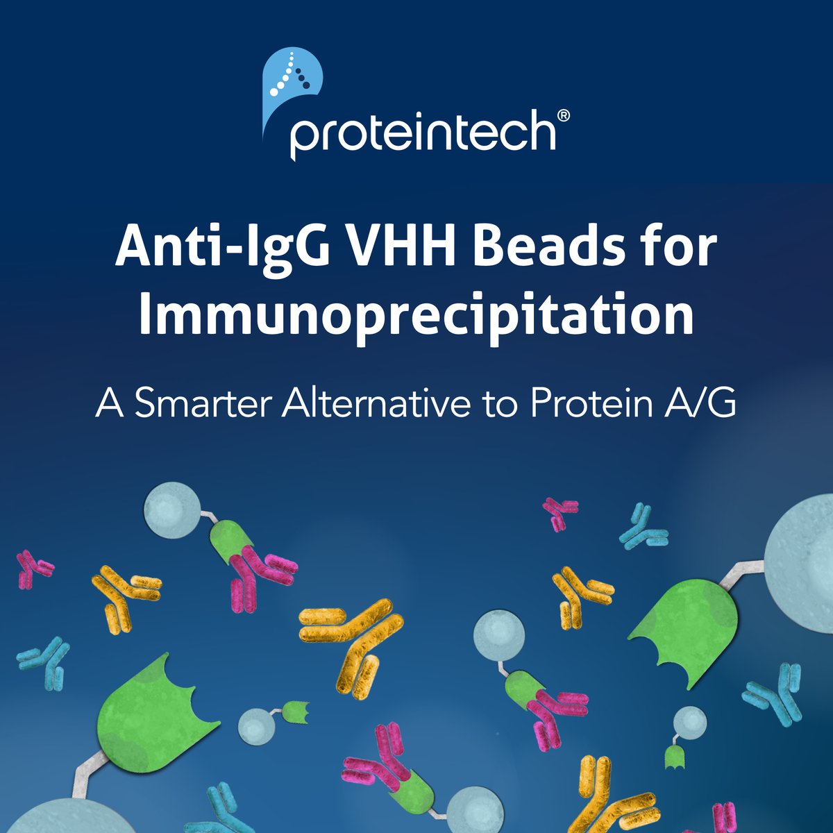Proteintech's tweet image. NEW Anti-IgG VHH Beads, optimized for targeted precision and clean #immunoprecipitation results.
• No protein A/G contamination
• Species-specific IgG binding
• Consistent, clean results
Browse anti-IgG VHH beads here: ptglab.com/products/chrom…