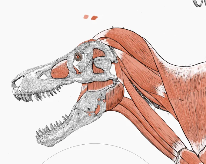 ティラノサウルスの筋肉図、一通りのブラッシュアップが終わったが、ここからさらに研究者とディスカッションして精度を上げていく予定である。