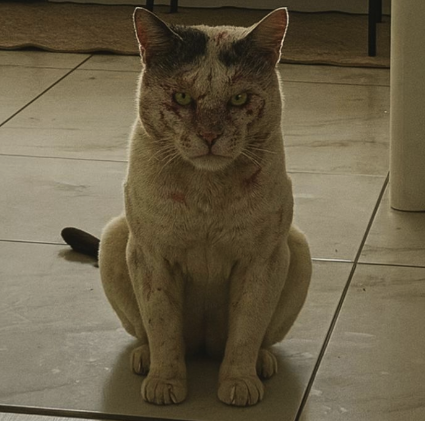 $PO berserker aura🗡️
8KVSgbqc4Fadj5T7fvfFWcbenpmJbBjgrBTgnVQypump