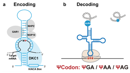 SLSPKU's tweet image. Peking University scientists decode RNA&apos;s &quot;dark matter&quot; to expand the genetic code, precisely programming protein function for next-gen therapeutics. #PKUResearch 
doi.org/10.1038/s41586…