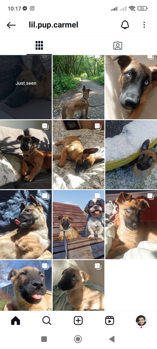 I don't do much when it comes to online presence, but our puppy Carmel is a different story... 🐾

instagram.com/lil.pup.carmel…