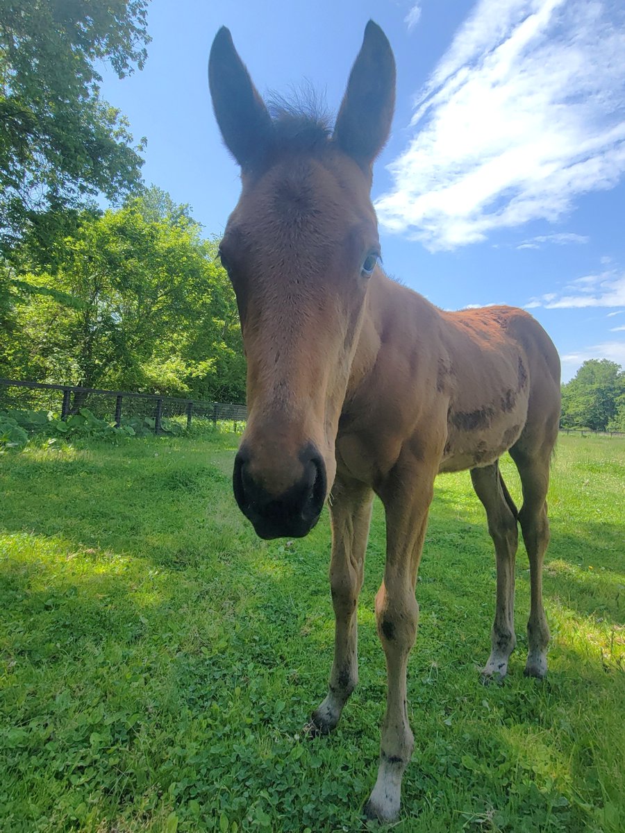 north__hills's tweet photo. 本日のノースっ仔🐴
ルーチェット25ちゃん 女の子です😊
日陰が恋しい季節になりましたね☀️

#ルーチェット
#お父さんはラムジェットくんと同じあのお方
#がんばれー https://t.co/Tw26AGijb9