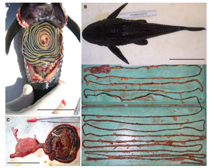 James Albert 🐟 🇺🇦 tweet media