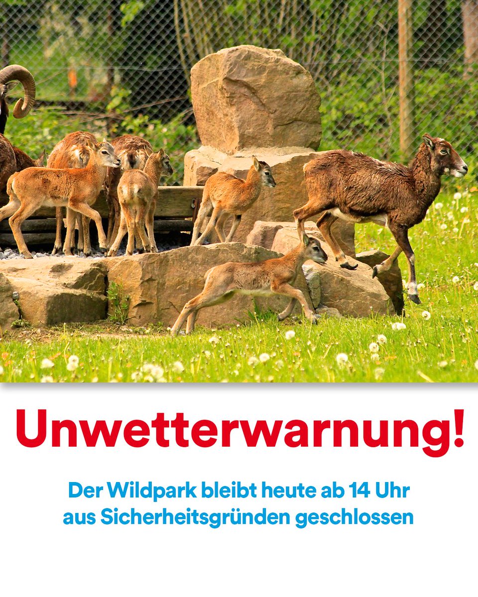 ⚠️ Warnung vor schwerem Gewitter: Der #Wildpark bleibt heute, 2.7., ab 14 Uhr geschlossen ⚠️ 

Die Schließung ist aus Sicherheitsgründen nötig, da für den Bereich Düsseldorf schwere Gewitter vorhergesagt sind.

Voraussichtlich öffnet der Wildpark wieder am Donnerstag, dem 3.7.