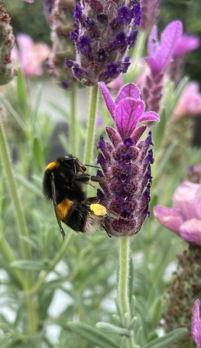 Sarah Buttle tweet media