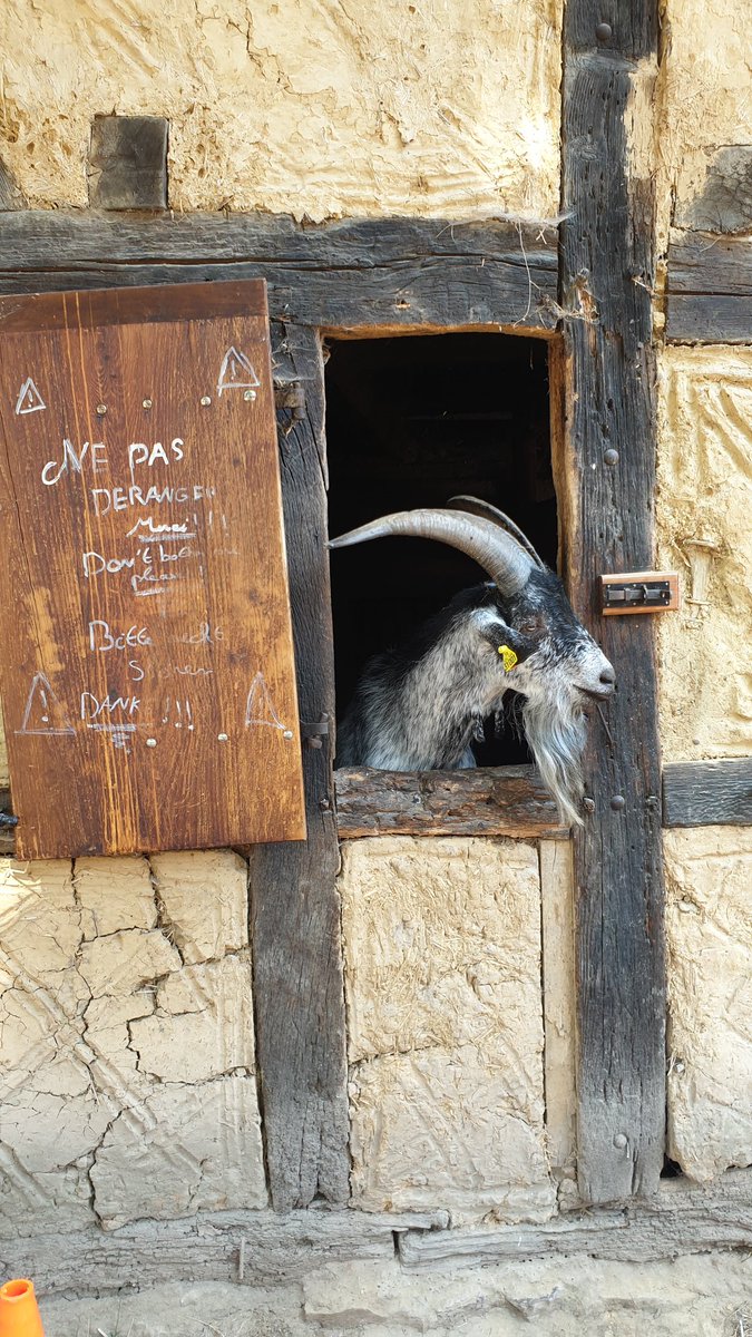 LaNinaCaracol's tweet photo. On a fait le plein d'animaux trop mignons 😍 (et d'autres un peu moins 😬) hier à l'Ecomusée d'Alsace. #ecomusee #alsace https://t.co/TYQBOOgOIA