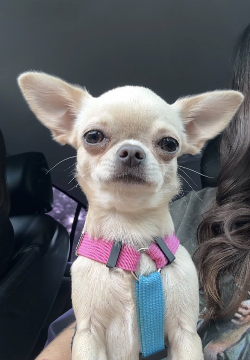 СЕГОДНЯ МЕЖДУНАРОДНЫЙ ДЕНЬ СОБАК!🐕🐩🐕‍🦺

я люблю всех собак всех пород всех размеров!! 
у меня вот такая малышка-чихуашка Пепа, ей 1 год 5 месяцев
она немного пугливая, но очень любит людей и быстро идет дарить им всю свою ласку

покажите своих! с парой слов о них🤍