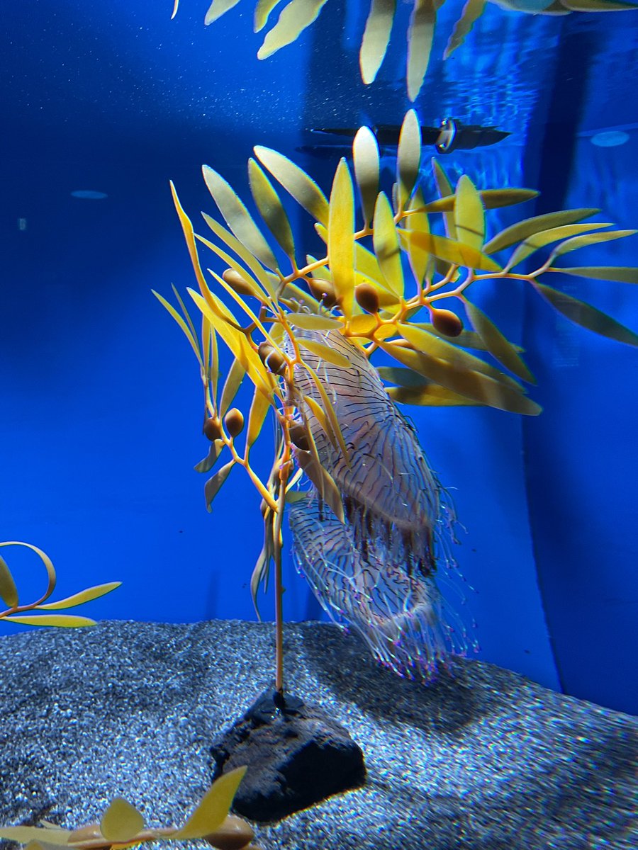 Shinagawa_Aqua's tweet image. 初夏に現れるクラゲの【ハナガサクラゲ】です💐🪼
かさから伸びた鮮やかな触手はとってもきれいですが…強い毒があります☠️🧪
普段は海藻に捕まっていたり、砂の上でじっとしていることが多いですが、エサを食べると活発に泳ぎ始めます‼️🍽️🐟
水族館B1階『クラゲたちの世界』で展示中🌈