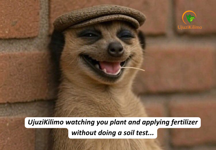 UjuziKilimo's tweet photo. Applying fertilizer without a soil test? #UjuziKilimo is watching 👀😂

You wouldn’t treat a patient without a diagnosis—why do it to your farm? 

#KnowYourSoil #SmartFarming  #SoilTestingFirst https://t.co/zs63PdTbsl