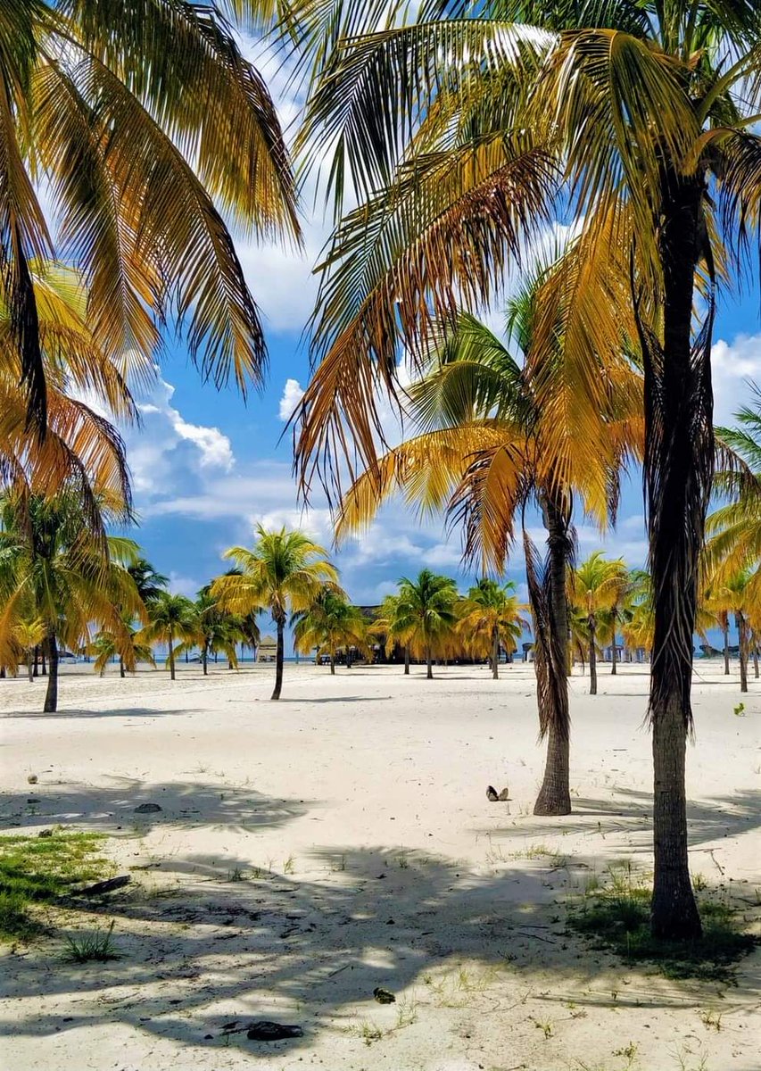 crisfixtransfer's tweet photo. 5/11 🌊 Relax in Eforie – the wellness capital of the coast!

Choose Eforie Nord or Sud for spa resorts, mud treatments, and quiet beaches. Try Mojo Resort or Vila Margaritar. Our transfers make your trip seamless from the moment you land.

#Eforie #SpaHoliday https://t.co/CljHqOv8KM