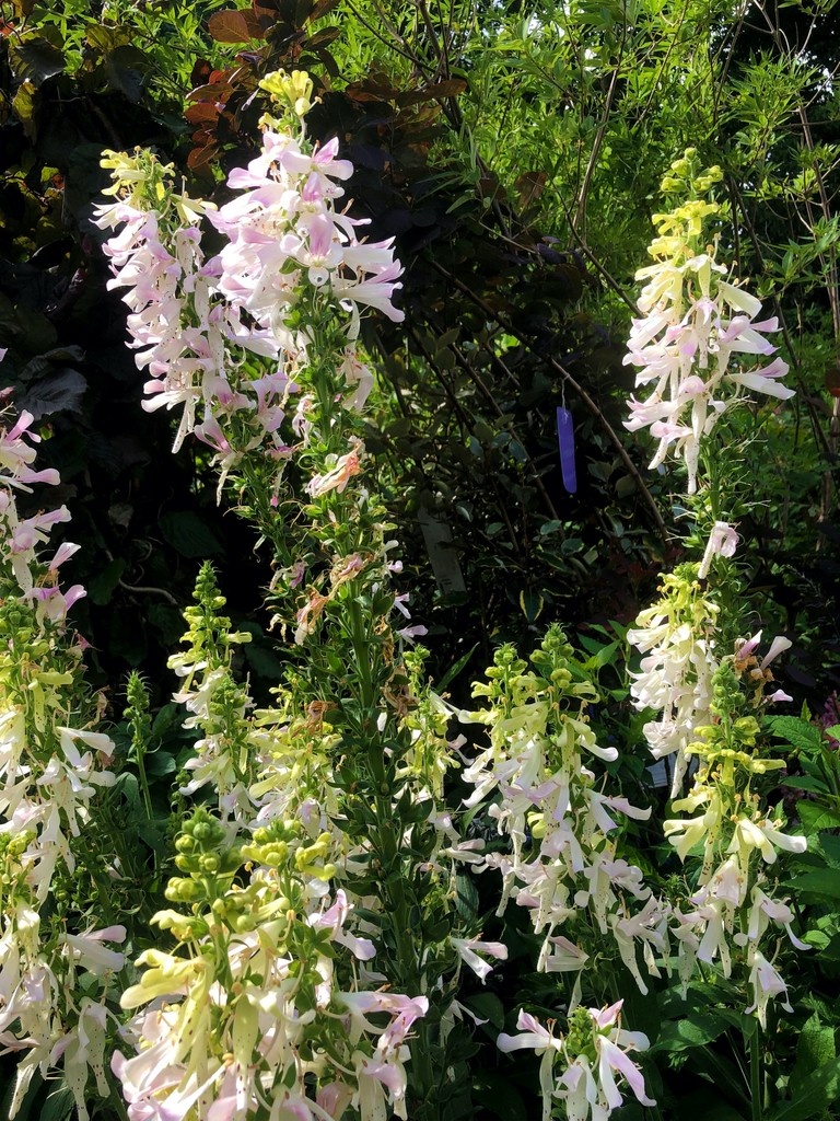 Make your #garden statement with the poetical #perennial #digitalis – pictured here #appleblossom – with so many other varieties to choose from
#gardencentre #since1983 #socialenterprise #camdentown #northlondongardeners #gardenlovers #trainingandemploymentopportunities