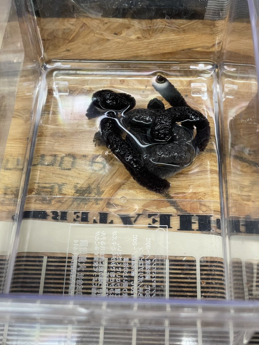 同化しすぎて毎日1回は何もいないじゃんってなってる😂