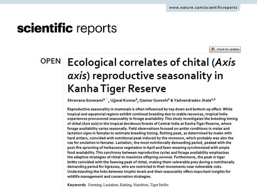 New study from #kanhatigerreserve shows how chital (Axis axis) time their reproduction with seasonal forage peaks. Fawning aligns with post-fire grass flush, while rutting tracks monsoon nutrition. Even tiger births seem timed to this prey pulse!

📄 doi.org/10.1038/s41598…