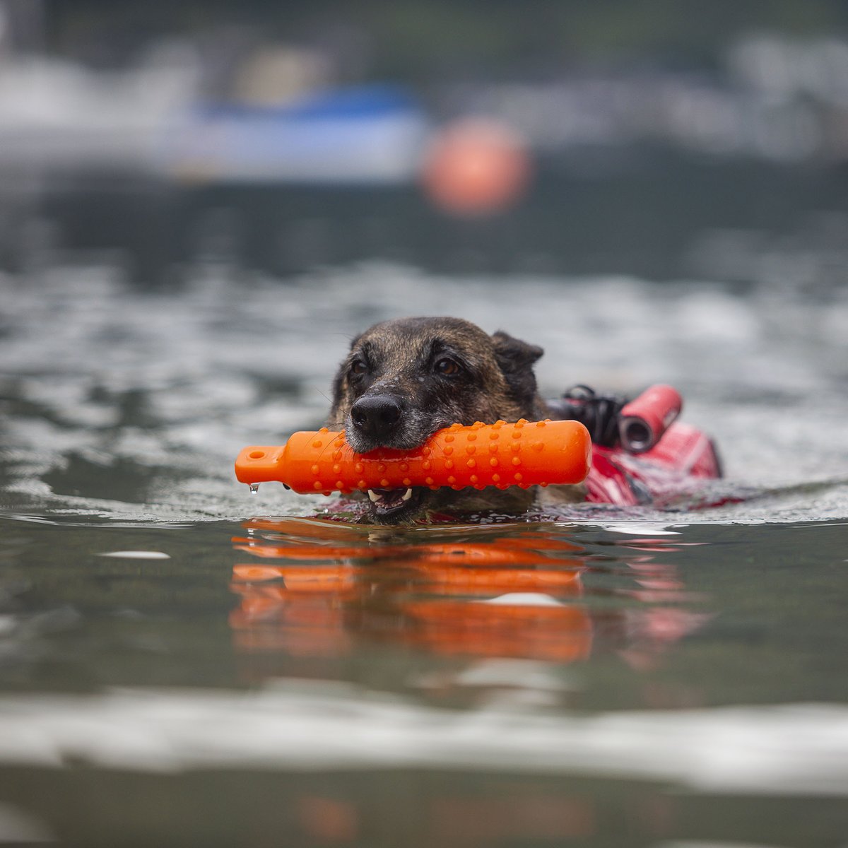 irodogs's tweet photo. What do search and rescue dogs do on hot days? The same as many other dogs: they swim. 🐠 We’ve put together a few tips to help you make swim sessions safe and enjoyable for your dog: https://t.co/mWxzqb9UCE https://t.co/biXGt9e386