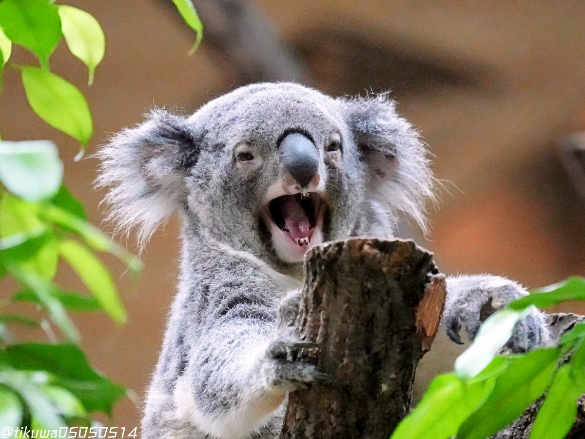 🐨やしじゅん🐨コアラー(2025もコアラ年) | シャイちゃん