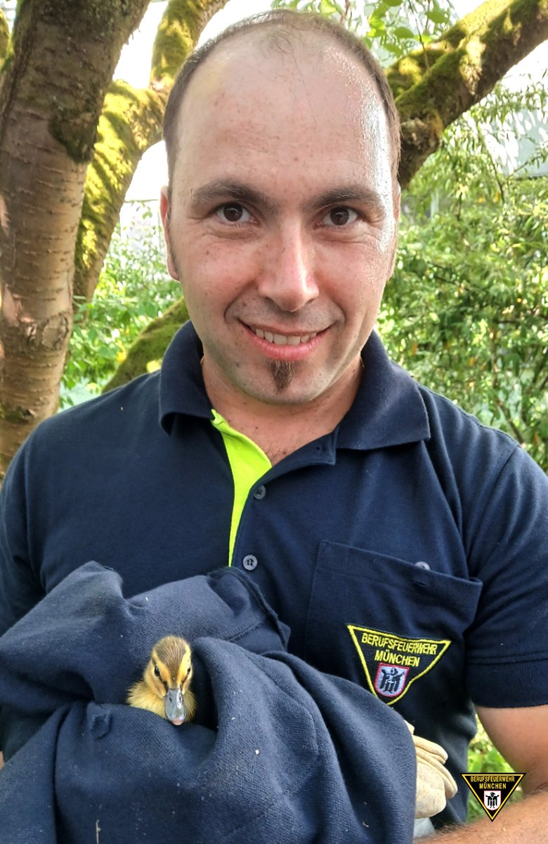 Die Besatzung eines Rettungswagens der #FeuerwehrMünchen hat am Dienstag eine #Entenfamilie gerettet. 
Zum Bericht: presseportal.de/blaulicht/pm/1…

#WirFürMünchen