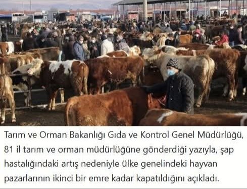 Bakanlıktan 81 ile 'Acele' kodlu yazı: Tüm hayvan pazarları kapatıldı
#SONDAKİKA