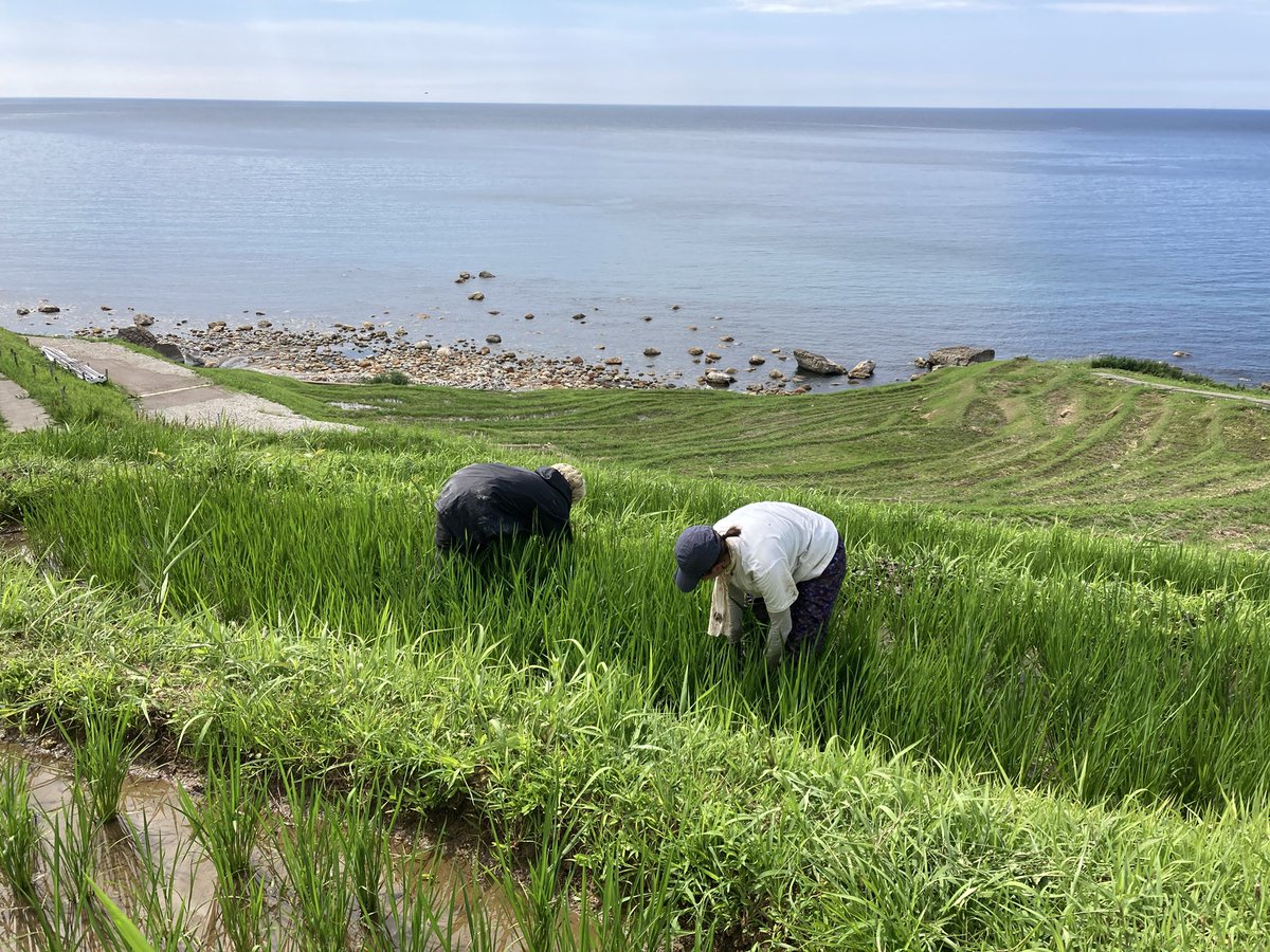 noto_senmaida's tweet image. 今日は女性陣は草取り!
若いパワー溢れる助っ人が2人、手伝いに来てくれました🌱🌱🌱
#令和6年能登半島地震 #能登 #輪島 #白米千枚田 #愛耕会 #能登豪雨 #草取り