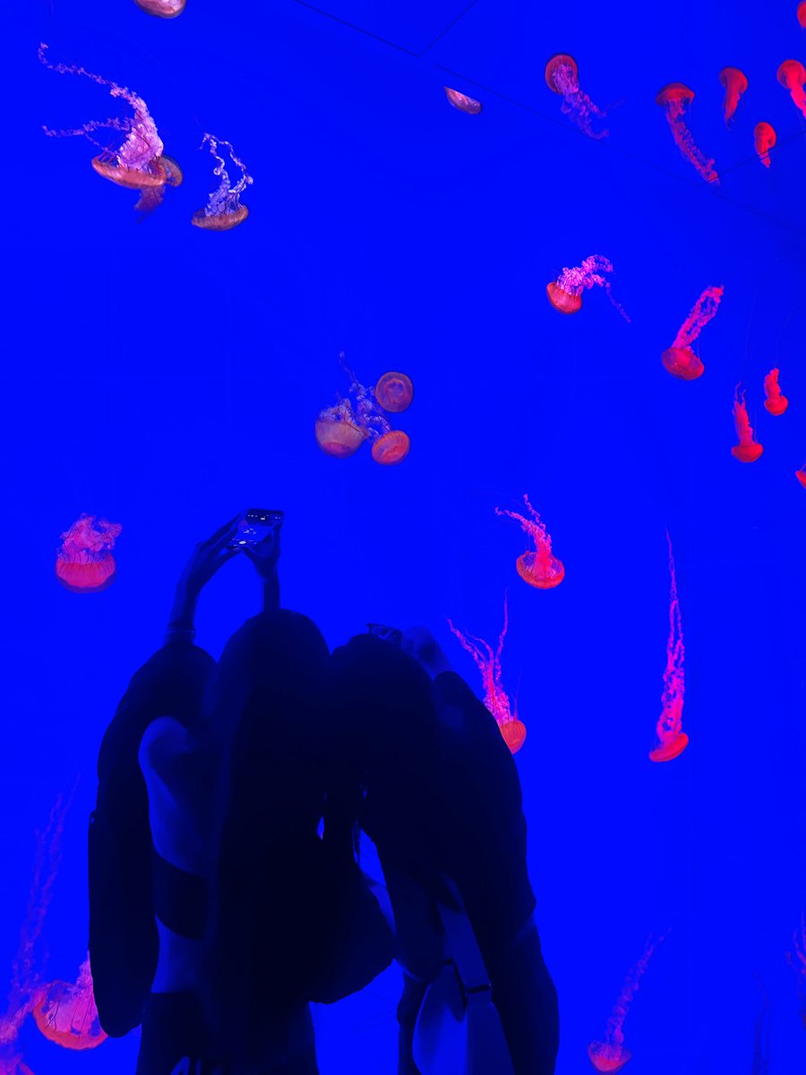 🪼