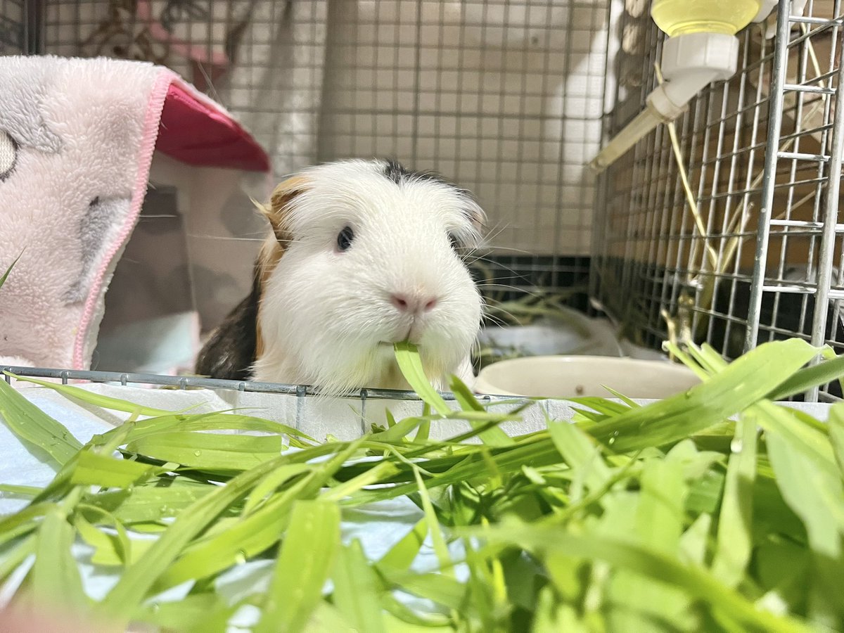 pitan201908's tweet image. 大食い系YouTuberの画角

\きょうは大量の草をたべるピィ/