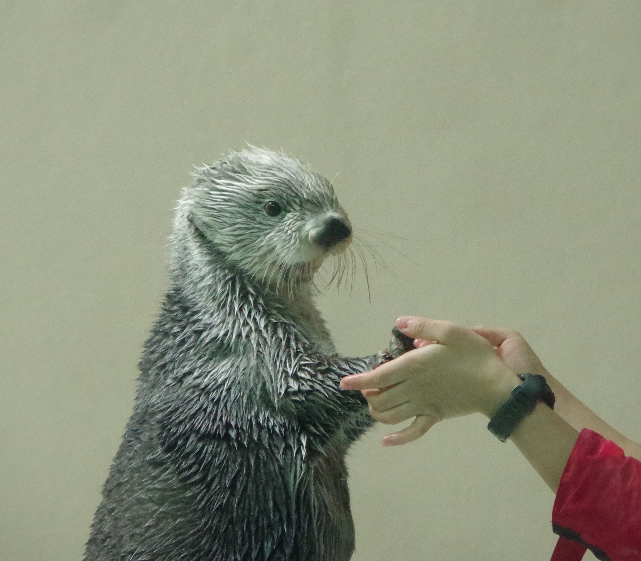 わんぱくラッコ げんきなコタロウ わんぱくラッコげんきなコタロウ｜わたしの動物記｜本を探す