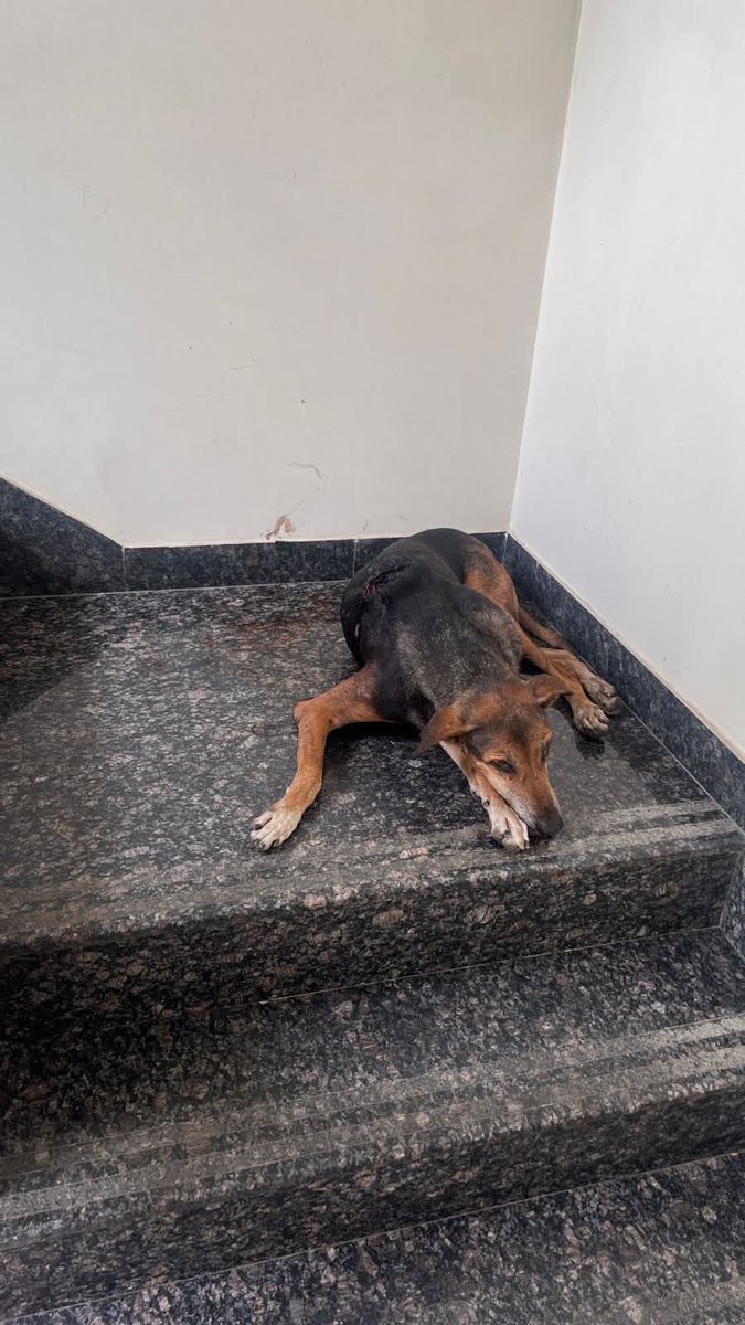 Vinay Goculdas (@vinaygoculdas) on Twitter photo <a href="/Kamna0103/">Kamna</a> <a href="/joedelhi/">Ajay Joe</a> <a href="/yadavakhilesh/">Akhilesh Yadav</a> <a href="/pankhuripathak/">Pankhuri Pathak पंखुड़ी पाठक پنکھڑی</a> <a href="/tehseenp/">Tehseen Poonawalla Official 🇮🇳</a> <a href="/dgpup/">DGP UP</a> <a href="/noidapolice/">POLICE COMMISSIONERATE GAUTAM BUDDH NAGAR</a> <a href="/SachinGuptaUP/">Sachin Gupta</a> <a href="/CMOfficeUP/">CM Office, GoUP</a> <a href="/UPGovt/">Government of UP</a> <a href="/aajtak/">AajTak</a> <a href="/ABPNews/">ABP News</a> <a href="/TheDogMother_/">कावेरी राणा 🐾🐾</a> <a href="/dilthi_gujarati/">Dilthi Gujarati</a> <a href="/APMAT15/">A_P_M_A_T</a> <a href="/ZeeNews/">Zee News</a> <a href="/bstvlive/">भारत समाचार | Bharat Samachar</a> Any Jor Bagh feeders?
This injured dog was picked up yesterday from Jor Bagh near Steak house. He is currently at Dr Paw veterinary clinic in GK1.
In case he belongs to you please reach out on 9810013673. <a href="/Kamna0103/">Kamna</a> <a href="/joedelhi/">Ajay Joe</a> <a href="/yadavakhilesh/">Akhilesh Yadav</a> <a href="/pankhuripathak/">Pankhuri Pathak पंखुड़ी पाठक پنکھڑی</a> <a href="/tehseenp/">Tehseen Poonawalla Official 🇮🇳</a> <a href="/dgpup/">DGP UP</a> <a href="/noidapolice/">POLICE COMMISSIONERATE GAUTAM BUDDH NAGAR</a> <a href="/SachinGuptaUP/">Sachin Gupta</a> <a href="/CMOfficeUP/">CM Office, GoUP</a> <a href="/UPGovt/">Government of UP</a> <a href="/aajtak/">AajTak</a> <a href="/ABPNews/">ABP News</a> <a href="/TheDogMother_/">कावेरी राणा 🐾🐾</a> <a href="/dilthi_gujarati/">Dilthi Gujarati</a> <a href="/APMAT15/">A_P_M_A_T</a> <a href="/ZeeNews/">Zee News</a> <a href="/bstvlive/">भारत समाचार | Bharat Samachar</a> Any Jor Bagh feeders?
This injured dog was picked up yesterday from Jor Bagh near Steak house. He is currently at Dr Paw veterinary clinic in GK1.
In case he belongs to you please reach out on 9810013673.