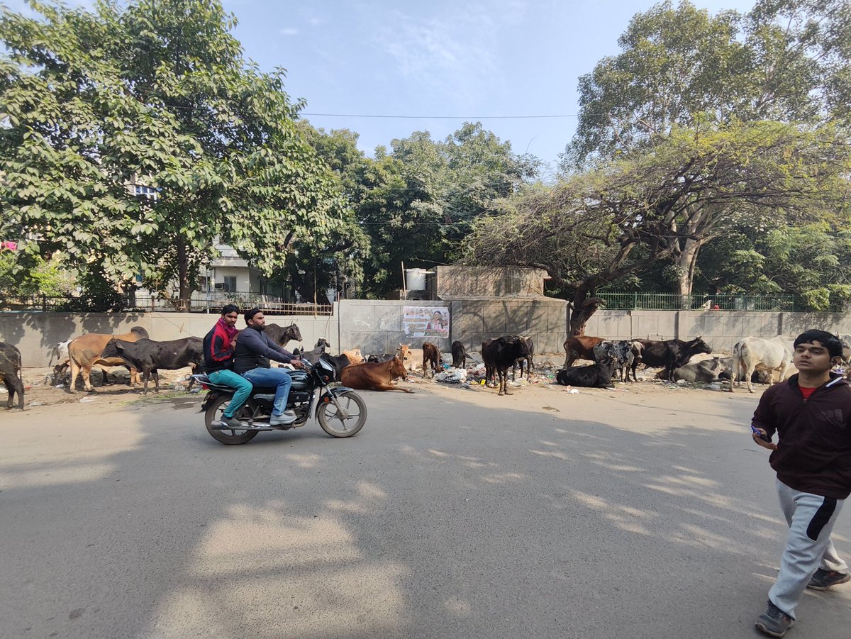 kuldeepnomad's tweet photo. @MCD_Delhi  Dear Madam/Sir,

18 Jan 2025, I raised a complaint of stray cattles in a residential area, particular near to a school (sri sathya sai vidya vihar). This complaint was resolved. But the condition now back, it took this to 311 MCD app, see the screenshot for response. https://t.co/CPAYjc3ghY