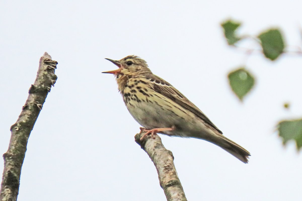 #BirdsSeenIn2025

#BOOMPIEPER

Gezien 04-06-2025 in de Vallei van de Ziepbeek in Belgisch Limburg.

<a href="/vogelnieuws/">Vogelbescherming NL</a> <a href="/waarnemingenbe/">Waarnemingen.be</a> <a href="/Sovon/">Sovon Vogelonderzoek Nederland</a> <a href="/Britnatureguide/">The British Nature Guide</a>

#Anthus_trivialis #Tree_Pipit