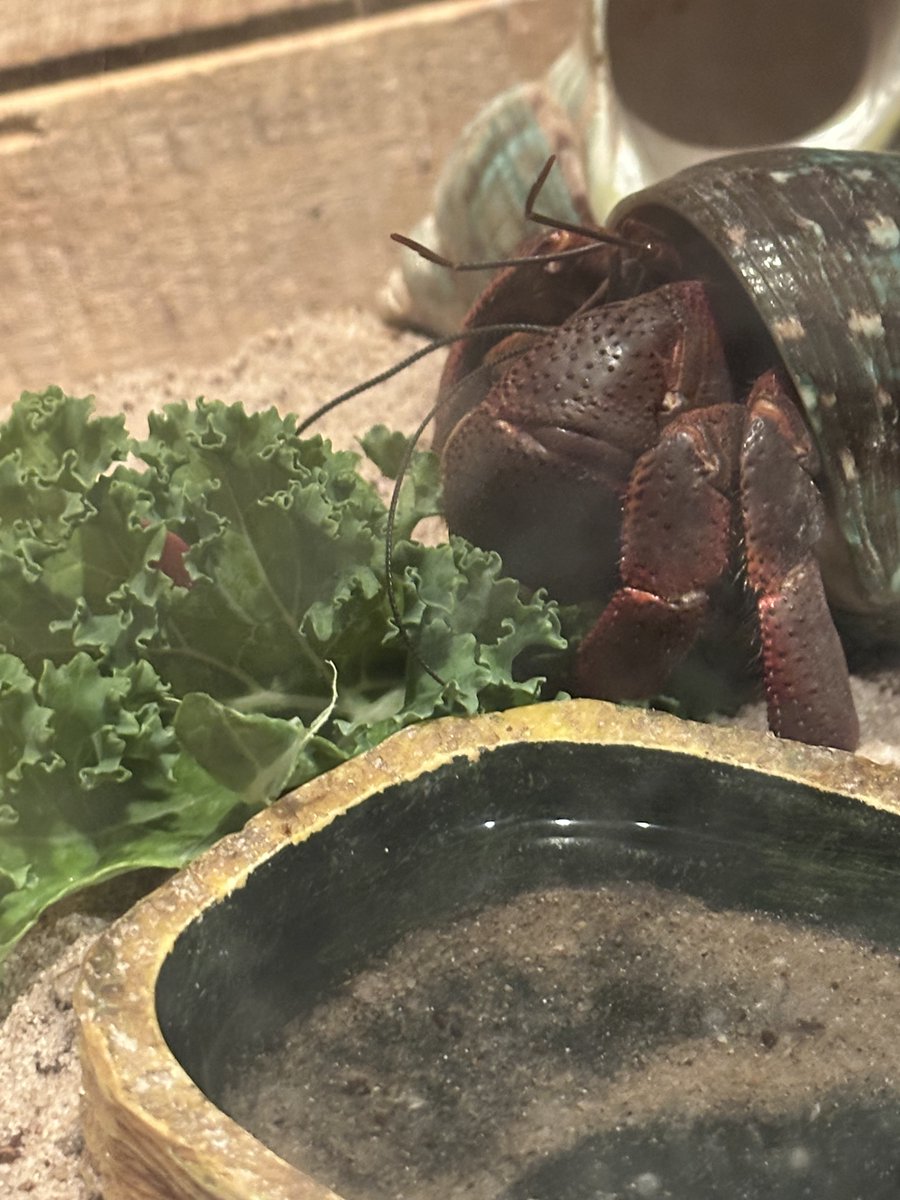 Good morning! From my house to yours 😍🦀🥬 #SnapsSaysHi