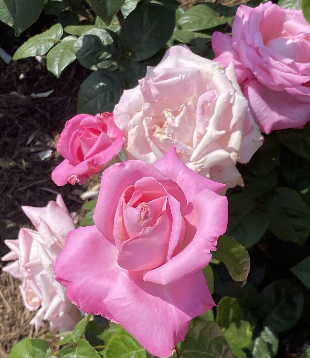 A cool color for a hot day—the Admiral Rodney rose. Good Wednesday, friends! #RoseWednesday  #Flowers #GardeningX