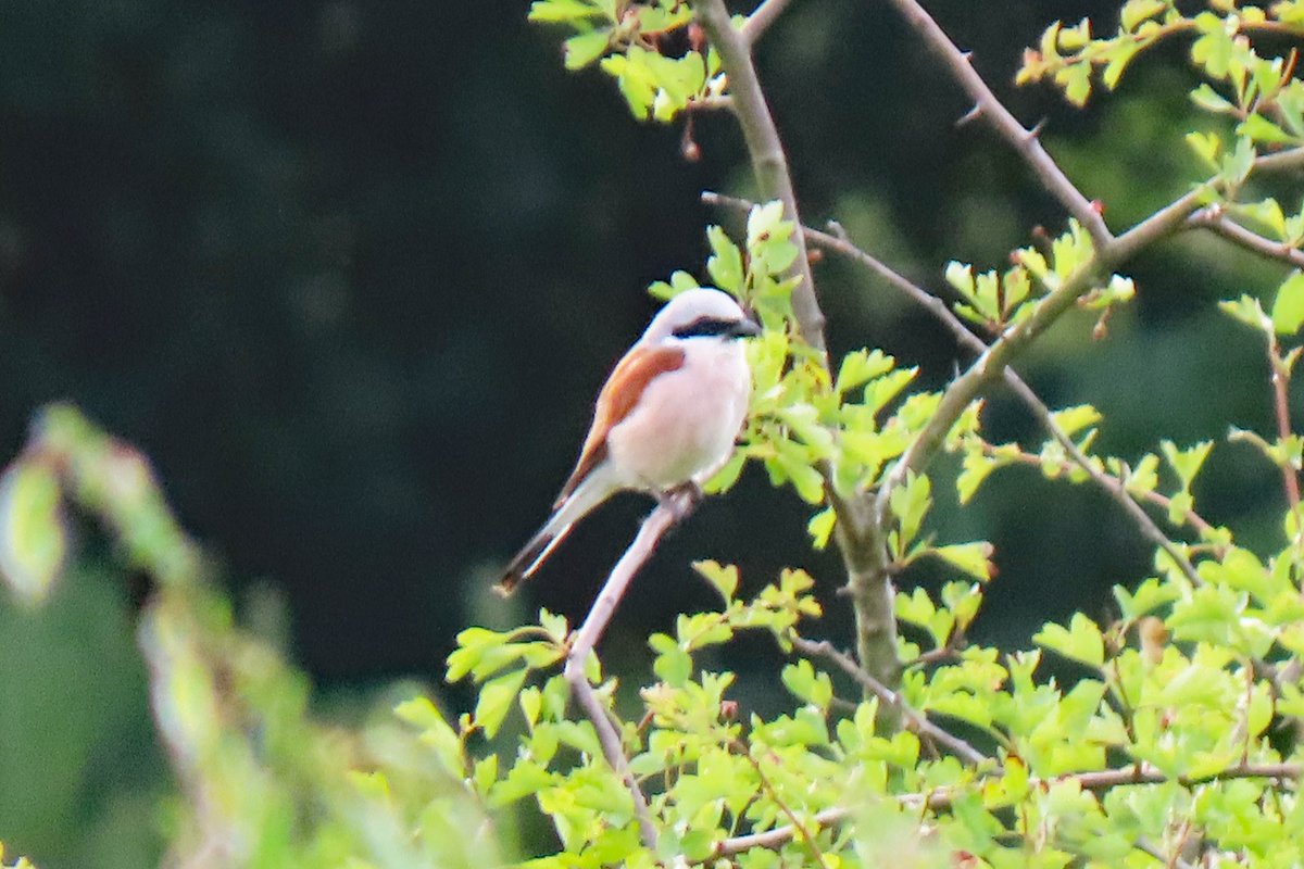 #BirdsSeenIn2025

#GRAUWE_KLAUWIER (LANIUS COLLURIO) ♂

Gezien 04-06-2025 in de Vallei van de Ziepbeek in Belgisch Limburg.

<a href="/vogelnieuws/">Vogelbescherming NL</a> <a href="/waarnemingenbe/">Waarnemingen.be</a> <a href="/Sovon/">Sovon Vogelonderzoek Nederland</a> <a href="/Britnatureguide/">The British Nature Guide</a>