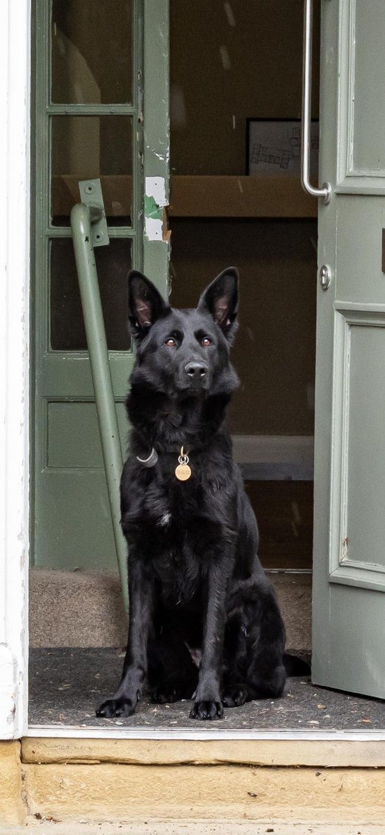 MerPolDogs's tweet image. After a pursuit through St Helens by @MerPolTraffic, the driver dumped the car and ran. Patrols quickly ID’d him, and PD Yoko tracked from his last sighting—finding a mobile phone he’d tried to ditch. We’ll be seeing him very soon… #TheNoseKnows