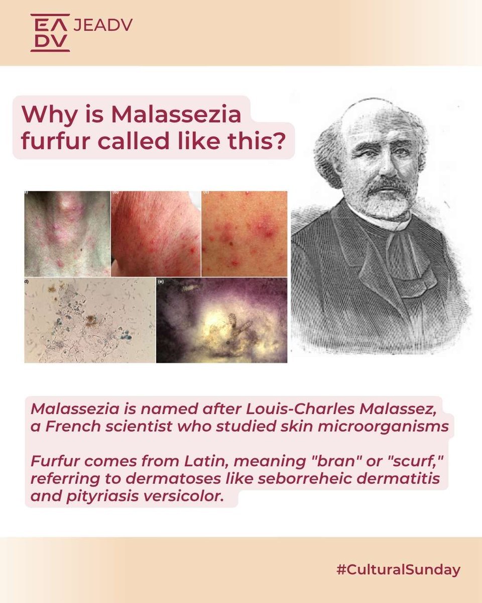 ❓Do you know why is #Malassezia furfur called like this? 🤔   

🔬It was named after Louis-Charles Malassez, the French scientist who explored skin microorganisms.   🌾Furfur comes from Latin, meaning “bran” or “scurf”, a nod to flaky dermatoses 

#dermatology