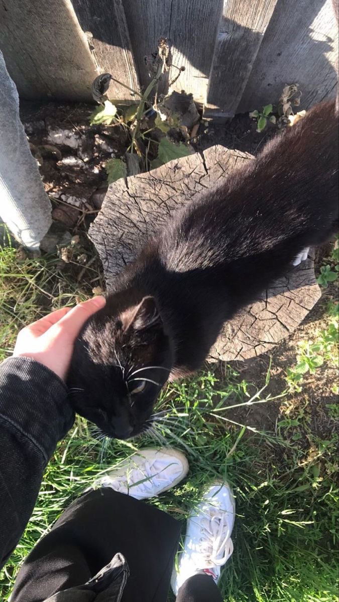 Black cats are not bad luck (@visualscat) on Twitter photo 