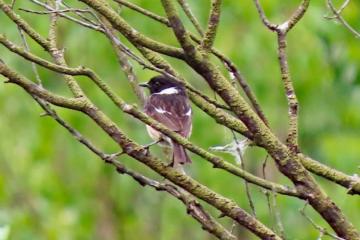 Vogels6's tweet photo. #BirdsSeenIn2025

#ROODBORSTTAPUIT (EUROPEAN STONECHAT) ♀ +♂ 

Gezien 04-06-2025 in de Vallei van de Ziepbeek in Belgisch Limburg.

@vogelnieuws @waarnemingenbe @Sovon @Britnatureguide https://t.co/yr3n3Oc9Gu