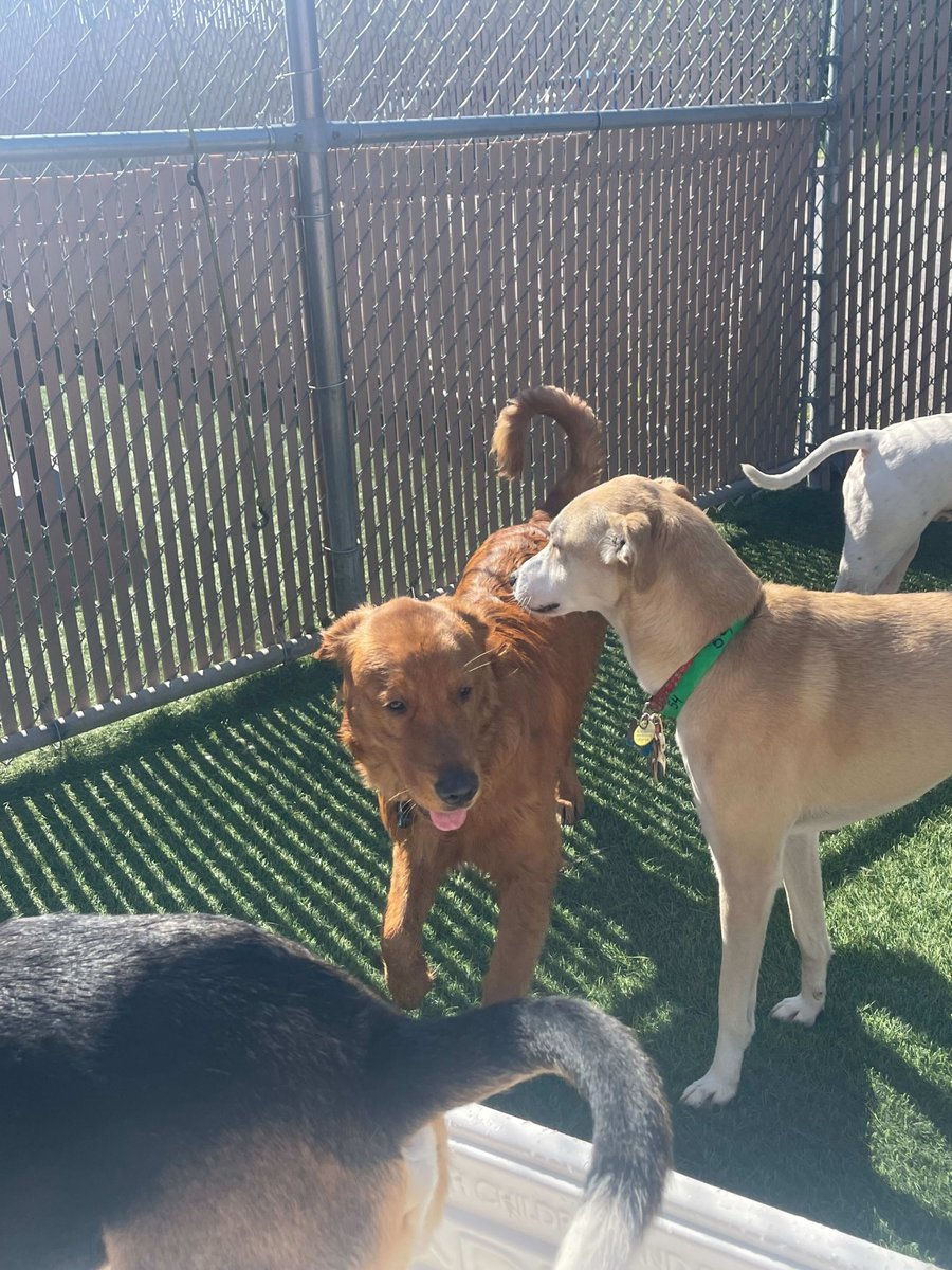 CampBowWowRoch's tweet image. Happy Wednesday ya'll!  🐫 🐪 

#dogswhoplay #585dogs #dogsocialization #wednesday #wednesdayvibes