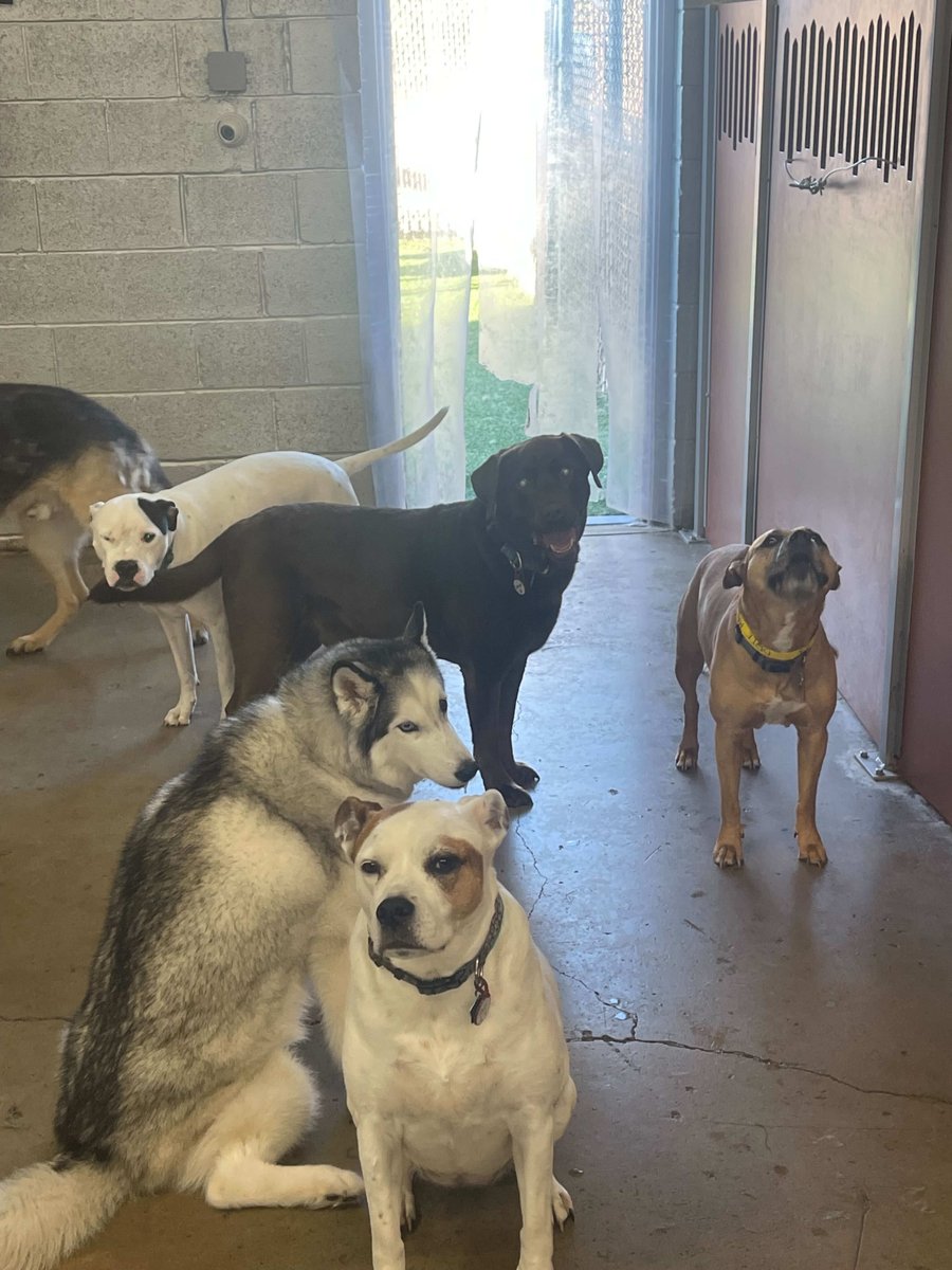 CampBowWowRoch's tweet image. Happy Wednesday ya'll!  🐫 🐪 

#dogswhoplay #585dogs #dogsocialization #wednesday #wednesdayvibes