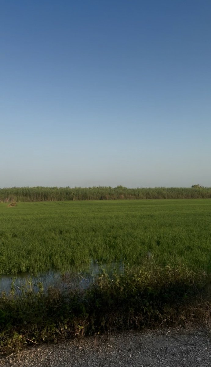 NomadCode96's tweet image. Correr entre arrozales en vez de en la cinta. ¿Esto también cuenta como inversión en salud?

#NomadLife #RemoteWork #Minimalismo #Running #FelizMiércoles