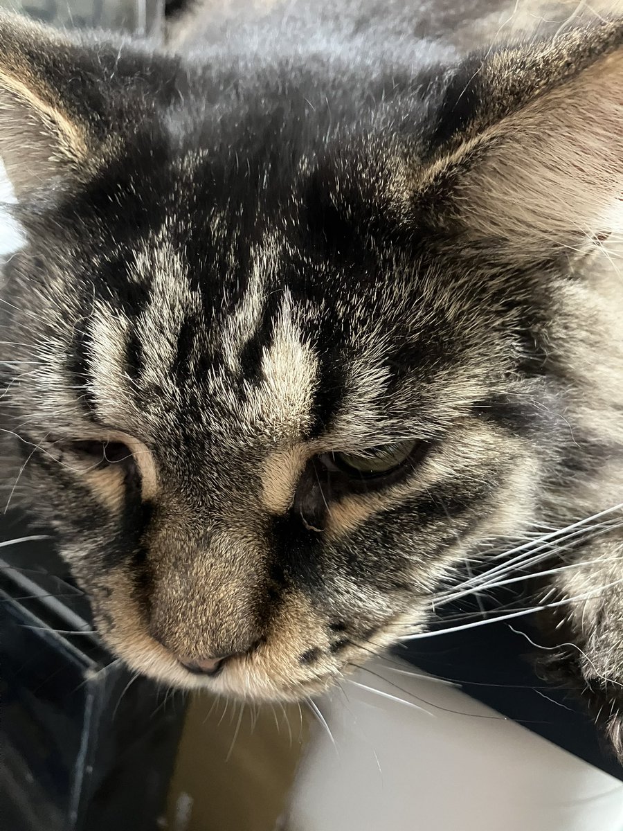 chacha_mune's tweet photo. むねちゃん！
#メインクーン #ねこ #猫のいる生活
 #ねこ好き #cat #ネコ https://t.co/ayNC59CmgF