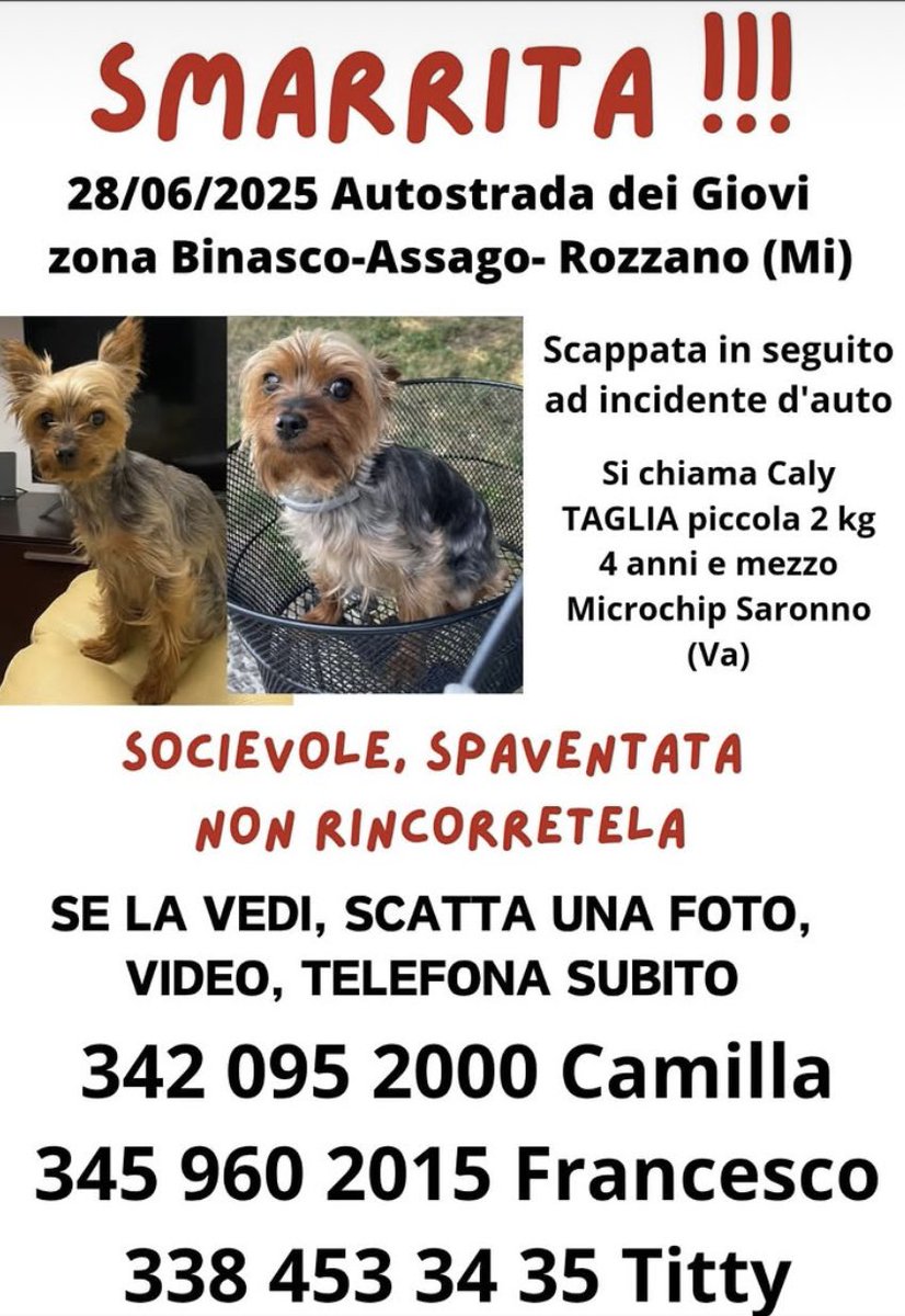 Annnrain's tweet photo. Ciao a tutti, la mia cagnolina è sparita 4 giorni fa. È scappata spaventata in seguito ad un incidente d’auto in autostrada dei Giovi nella zona Binasco-Assago-Rozzano (MI). Abbiamo provato tutti Ma non riusciamo a trovarla.siamo tutti a pezzi. Contattaci se Per caso l’haivista… https://t.co/sccXkERRcp