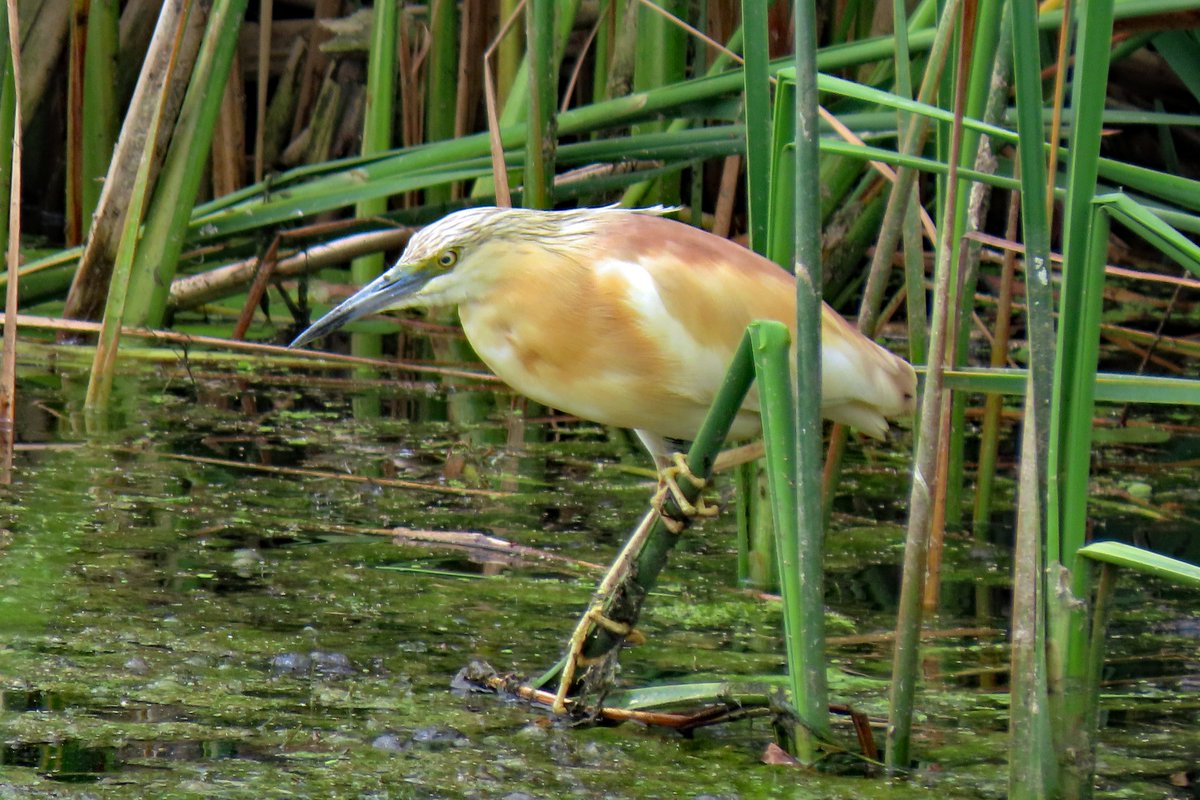 #BirdsSeenIn2025

#RALREIGER (ARDEOLA RALLOIDES) deel 1

Gezien 09-06-2025 bij Oost-Maarland in Zuid-Limburg.

<a href="/vogelnieuws/">Vogelbescherming NL</a> <a href="/waarneming/">Waarneming.nl</a> <a href="/Sovon/">Sovon Vogelonderzoek Nederland</a> <a href="/Britnatureguide/">The British Nature Guide</a>