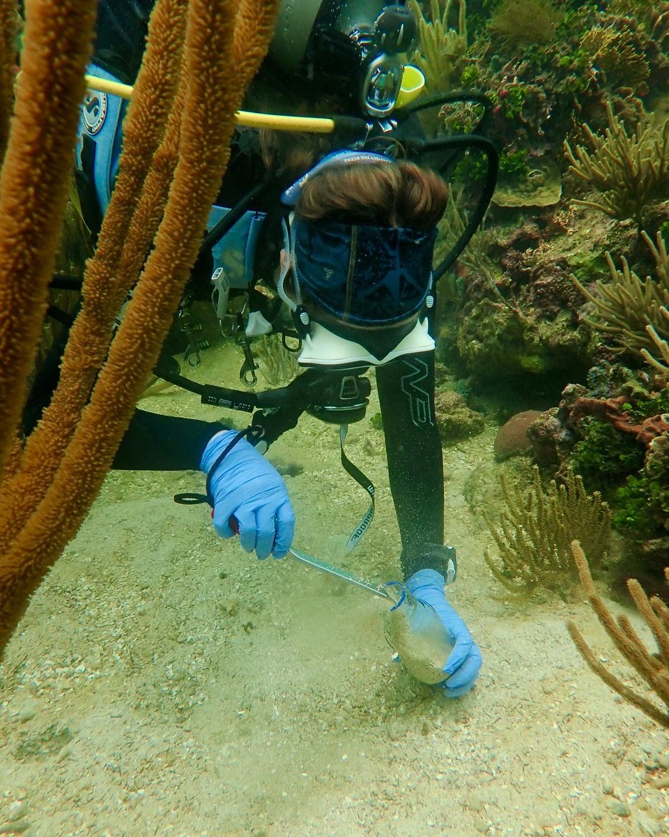 UTMSI's tweet image. Congratulations to Ph.D. student Hannah Rempel on receiving a grant from the International Women's Fishing Association Scholarship Trust in support of her research on the impact of pollutants on reef fishes. 🐠
#Congratulations #IWFA #UTMSI #TexasScience
