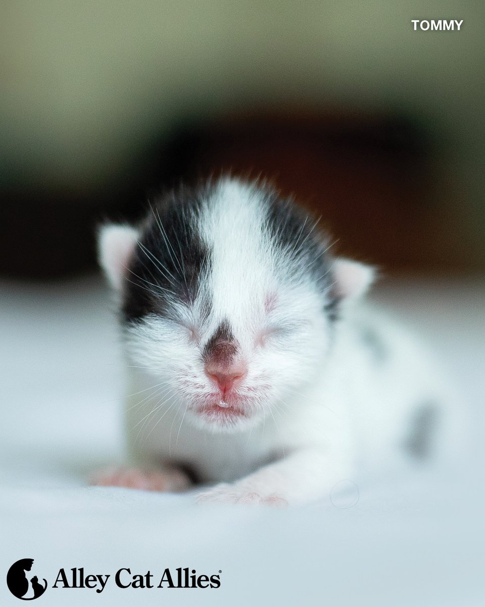 alleycatallies's tweet photo. Time flies when you're a growing kitten! It goes by fast--make sure you're ready. Our How Old Is That Kitten? Guide is one of our most popular resources, helping countless people not only identify kittens' age, but take the right steps to protect them.

https://t.co/lFO1ab7uar. https://t.co/jF5DQ9uMp8