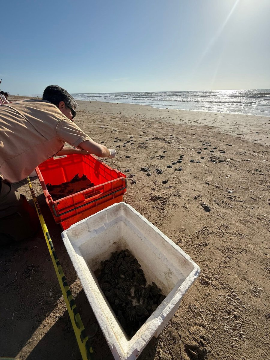 Esta mañana nuevamente en #Matamoroes realizaron la liberación de tortugas en la playa Bagdad 😍 🐢

#Tamaulipas