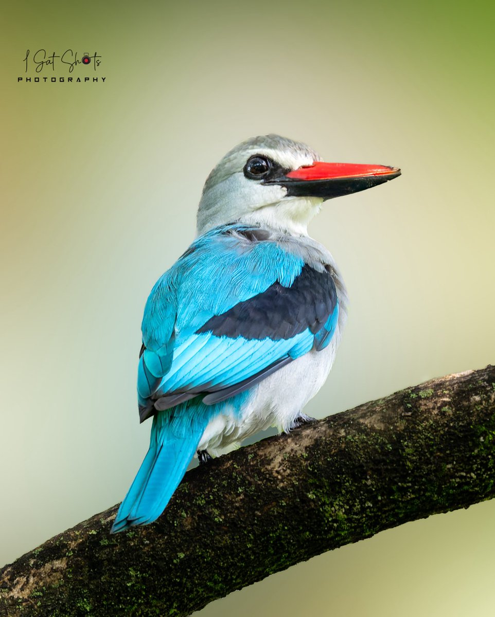 Woodland Kingfisher