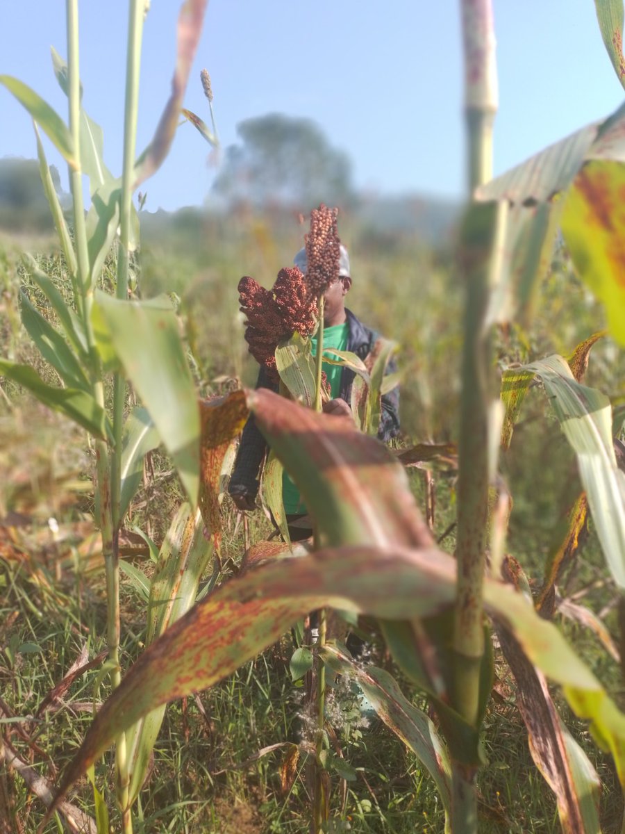 hakpaul1's tweet image. Iwacu ubu amasaka areze mwebwe iwanyu heze iki? 
#WeForChange 
#WeAreAgriPeak